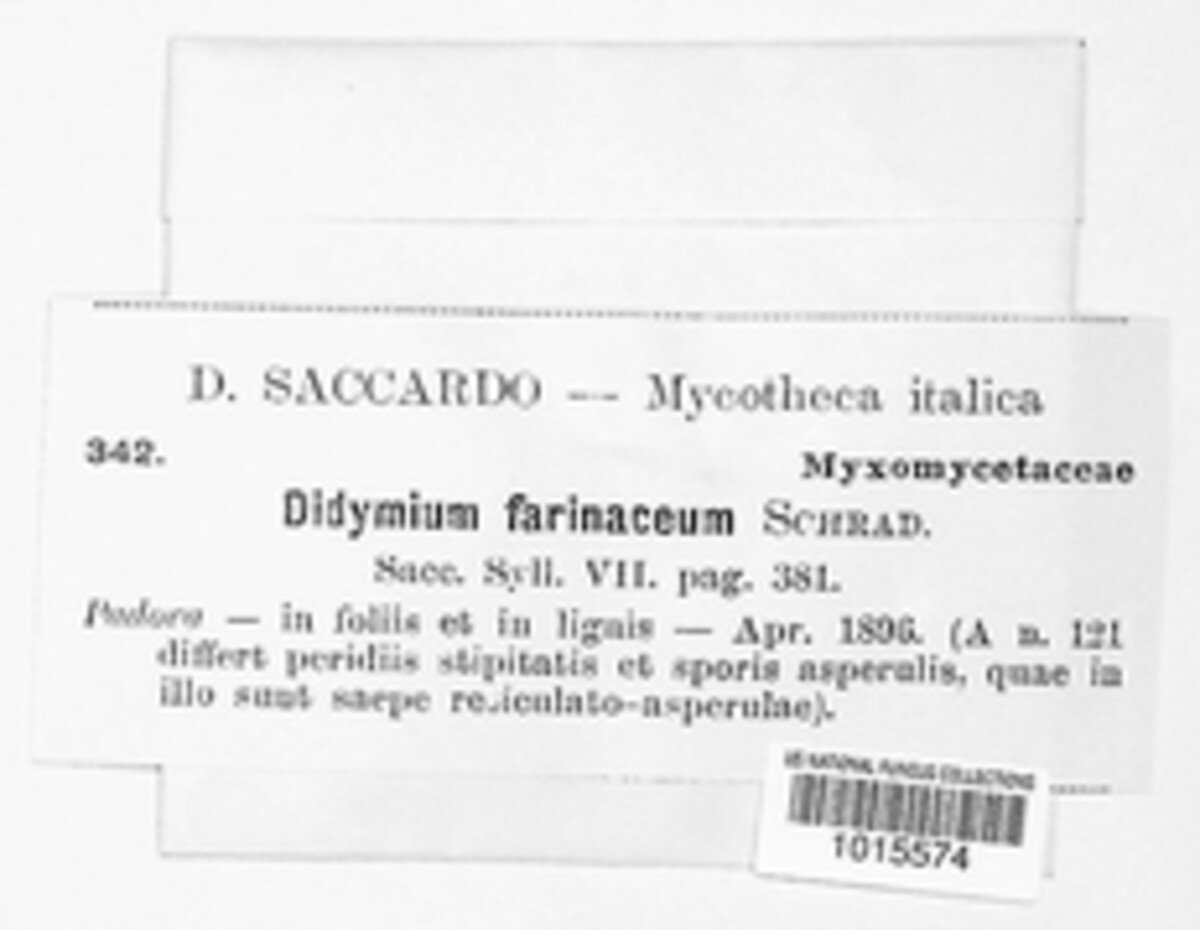 Didymium farinaceum image